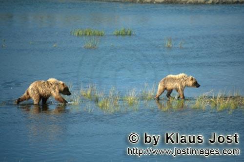 Braunbaeren/Brown Bears/Ursus arctos horribilis        Young Braun Bears travelling along the River<