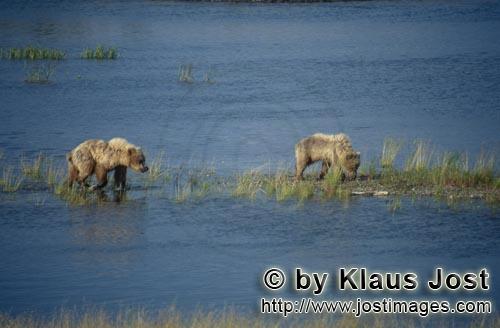Braunbaer/Brown Bear/Ursus arctos horribilis    Braunbaeren am Brooks River  