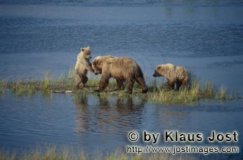 Braunbaer/Brown Bear/Ursus arctos horribilis    Braunbaerin mit Jungbaeren am Brooks River  