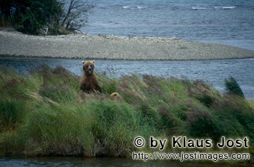 Braunbaer/Brown Bear/Ursus arctos horribilis    Braunbaerin mit Jungbaer am Brooks River  