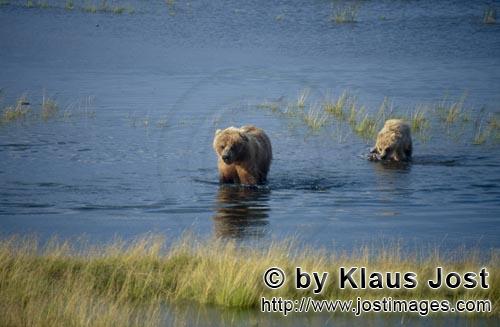 Braunbaer/Brown Bear/Ursus arctos horribilis    Braunbaerin mit Jungbaer im Brooks River  