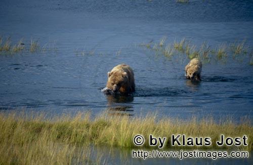 Braunbaer/Brown Bear/Ursus arctos horribilis    Braunbaerin mit Jungbaeren im Brooks River  