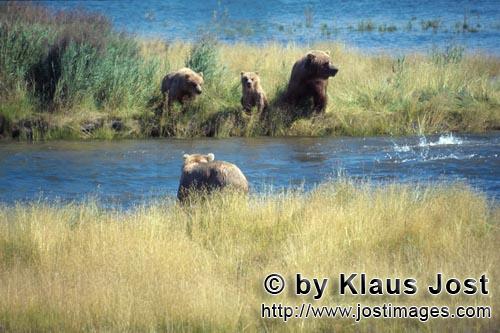 Braunbaeren/Brown Bears/Ursus arctos horribilis        Danger for Bear familiy        