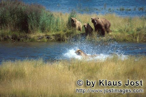 Braunbaeren/Brown Bears/Ursus arctos horribilis        Threatening a brown bear comes closer        