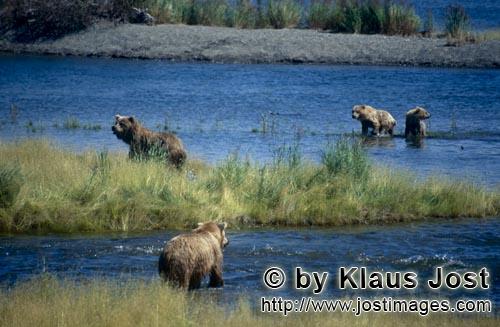 Braunbaer/Brown Bear/Ursus arctos horribilis    Braunbaerin mit Jungbaeren in Gefahr  