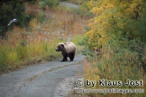 Braunbaer/Brown Bear/Ursus arctos horribilis        Young Brown Bear travelling to the river        