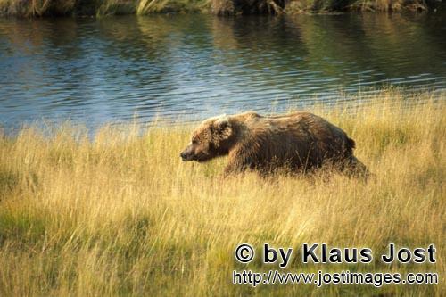 Braunbaeren/Brown Bears/Ursus arctos/horribilis        Brown bear in the high river grass        