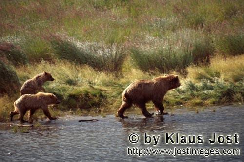 Brown Bears/Ursus arctos horribilis        Three wandering brown bear on the river            