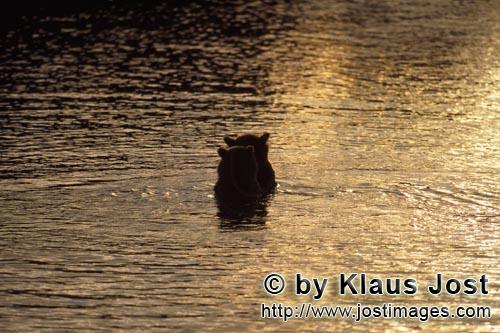 Brown Bear/Ursus arctos horribilis        Brown bears in the evening light in the river        It is