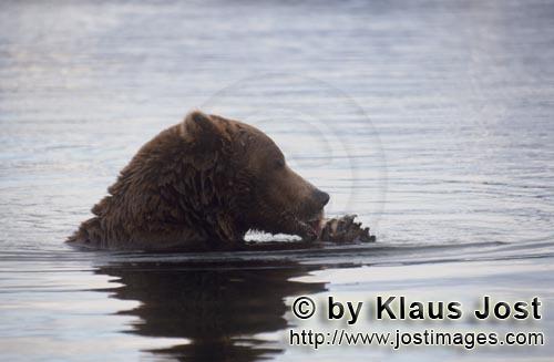 Braunbaer/Brown Bear/Ursus arctos horribilis    Braunbaer frißt Lachs im Brooks River  