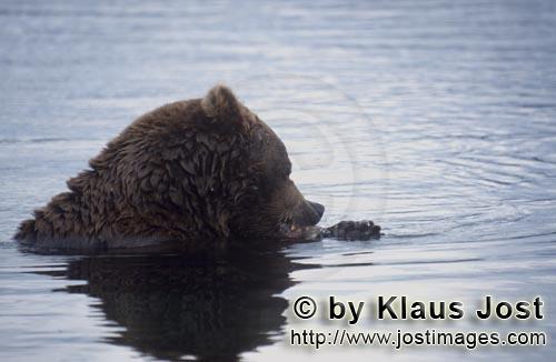 Braunbaer/Brown Bear/Ursus arctos horribilis    Braunbaer mit Lachs im Brooks River  