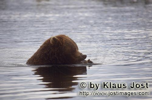 Braunbaer/Brown Bear/Ursus arctos horribilis    Braunbaer mit Lachs im Brooks River  