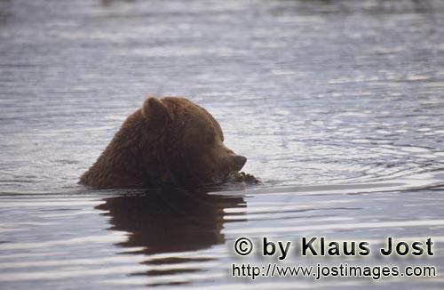 Braunbaer/Brown Bear/Ursus arctos horribilis    Braunbaer beim Lachsfischen im Fluß  Brown Bear fishi
