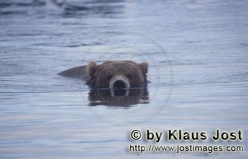 Braunbaer/Brown Bear/Ursus arctos horribilis    Braunbaer schwimmend im Brooks River  