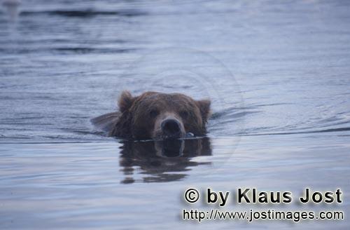 Braunbaer/Brown Bear/Ursus arctos horribilis    Braunbaer schwimmend im Brooks River  