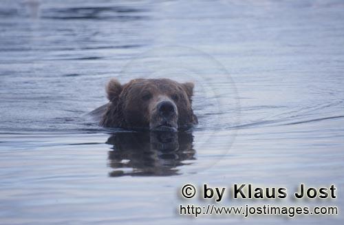 Braunbaer/Brown Bear/Ursus arctos horribilis    Schwimmender Braunbaer im Brooks River  
