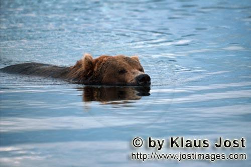 Brown Bear/Ursus arctos horribilis        Floating brown bear        Silently floating the brown 