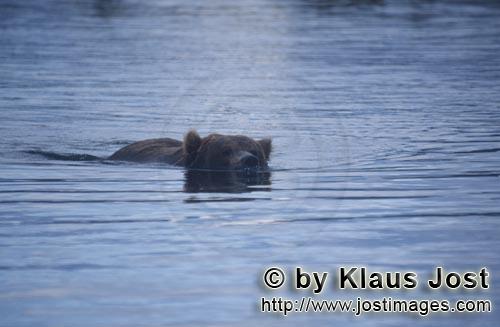Braunbaer/Brown Bear/Ursus arctos horribilis    Schwimmender Braunbaer im Brooks River  