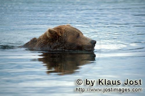 Brown Bear/Ursus arctos horribilis        Floating brown bear         Silently the brown bear