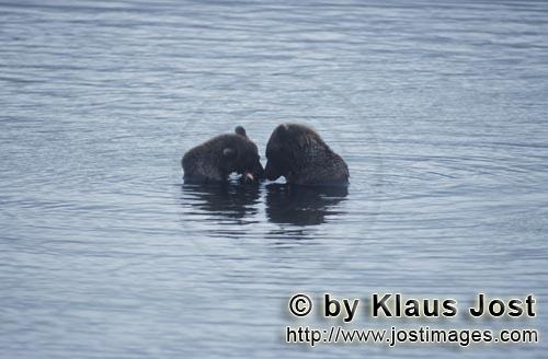 Braunbaer/Brown Bear/Ursus arctos horribilis    Zwei Braunbaeren mit Lachs im Brooks River  