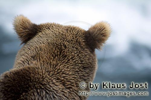 Braunbaer/Brown Bear/Ursus arctos horribilis        Brown bear portrait        