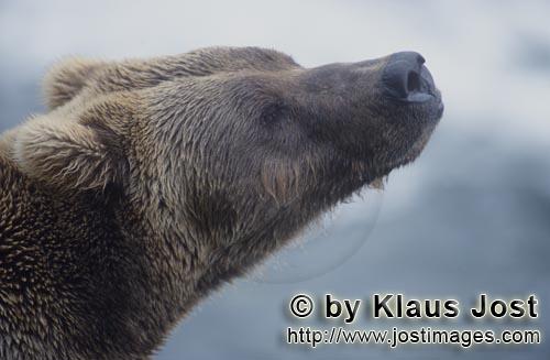 Braunbaer/Brown Bear/Ursus arctos horribilis    Braunbaer Portraet  
