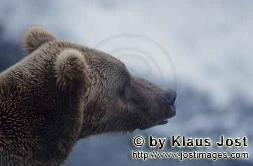 Braunbaer/Brown Bear/Ursus arctos horribilis    Braunbaer Portraet  