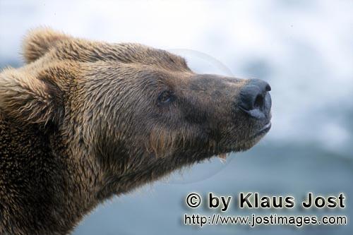 Brown Bear/Ursus arctos horribilis        Brown bear portrait from the side        It's late fall an