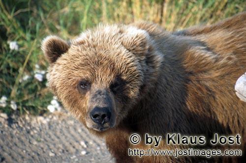 Brown Bear/Ursus arctos horribilis        Brown bear looks tense        It is late autumn and the la