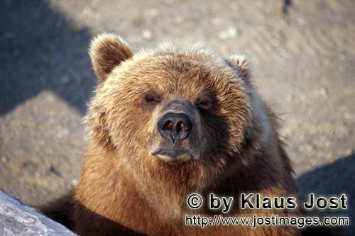 Braunbaer/Brown Bear/Ursus arctos horribilis        Weathered brown bear        It's late fall and t