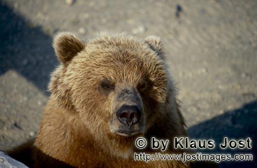 Braunbaer/Brown Bear/Ursus arctos horribilis    Braunbaer Portraet am Brooks River  