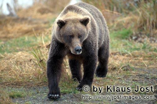 Brown Bear/Ursus arctos horribilis        A strong brown bear        The big brown bear comes