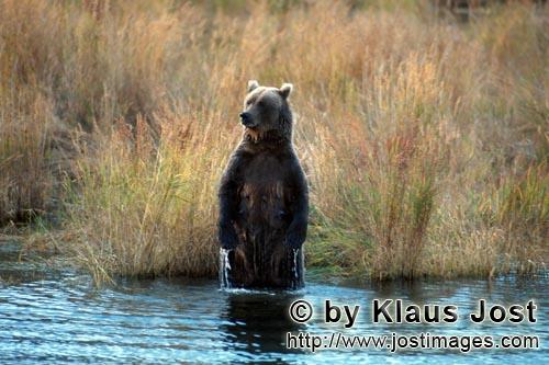 Brown Bear/Ursus arctos horribilis        Erected the brown bear has good visibility        The b