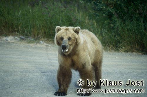 Braunbaer/Brown Bear/Ursus arctos horribilis    Braunbaer am Brooks River  