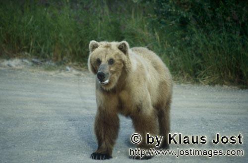 Braunbaer/Brown Bear/Ursus arctos horribilis    Braunbaer am Brooks River  