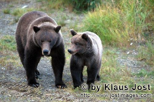 Braunbaer/Brown Bear/Ursus arctos horribilis        Sow with young Bear