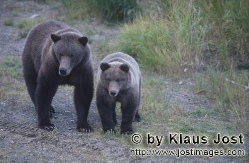 Braunbaer/Brown Bear/Ursus arctos horribilis    Braunbaerin mit Jungbaer am Brooks River  Brown Bear 