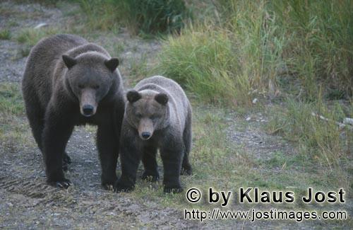 Braunbaer/Brown Bear/Ursus arctos horribilis    Braunbaerin mit Jungbaer am Brooks River  