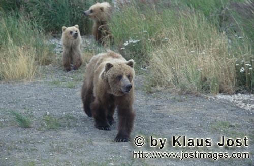 Braunbaer/Brown Bear/Ursus arctos horribilis      