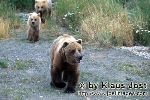 Brown Bear/Ursus arctos horribilis        Brown bear family, walk along Riverside        