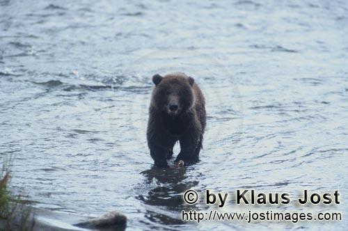 Braunbaer/Brown Bear/Ursus arctos horribilis    Junger Braunbaer im Fluß  Brown Bear fishing for salm