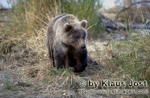Braunbaer/Brown Bear/Ursus arctos horribilis    Junger Braunbaer am Brooks River  