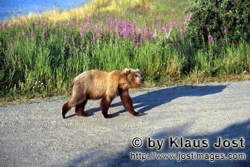 Braunbaer/Brown Bear/Ursus arctos horribilis        Young Brown bear travelling to the river        