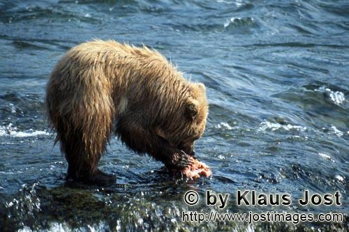 Braunbaer/Brown Bear/Ursus arctos horribilis        Young Brown Baer         
