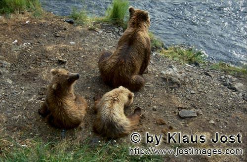 Braunbaer/Brown Bear/Ursus arctos horribilis    Braunbaerin mit Jungen am Brooks River      