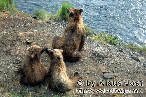 Brown Bears/Ursus arctos horribilis        ´Waiting Brown Bears at the waterfall        