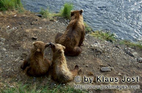 Braunbaer/Brown Bear/Ursus arctos horribilis    Braunbaerin mit Jungen am Brooks River      