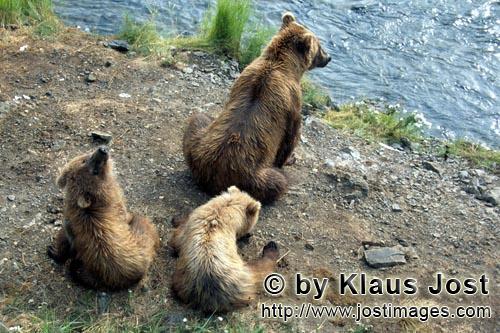 Braunbaeren/Brown Bears/Ursus arctos horribilis        Bear family has a rest on the River bank  