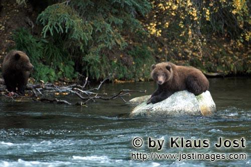 Brown Bear/Ursus arctos horribilis        Brown bear resting on a rock        The young brown bea