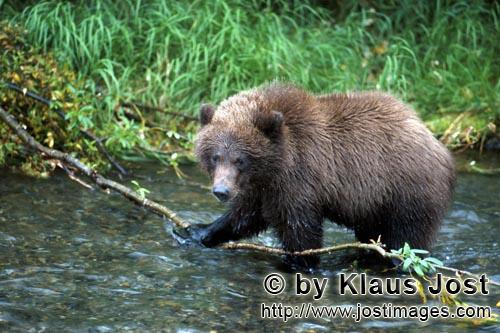 Braunbaer/Brown Bear/Ursus arctos horribilis        Young Brown Bear in the river        The smal
